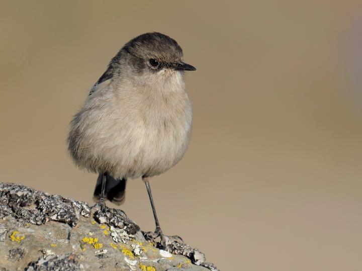 Moorland Chat