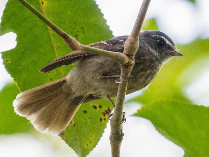Bougainville Fantail