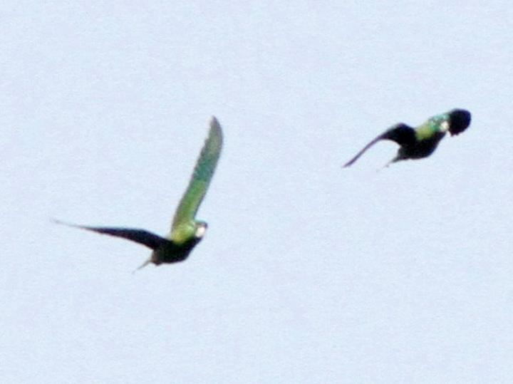 Montane Racket-tail