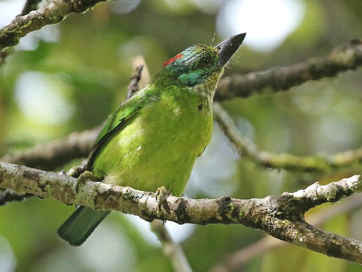 Mountain Barbet