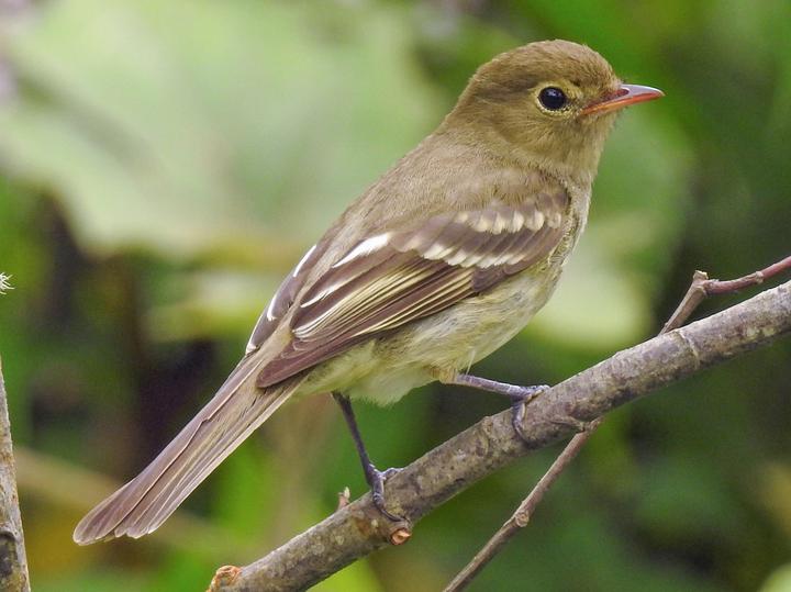 Mountain Elaenia