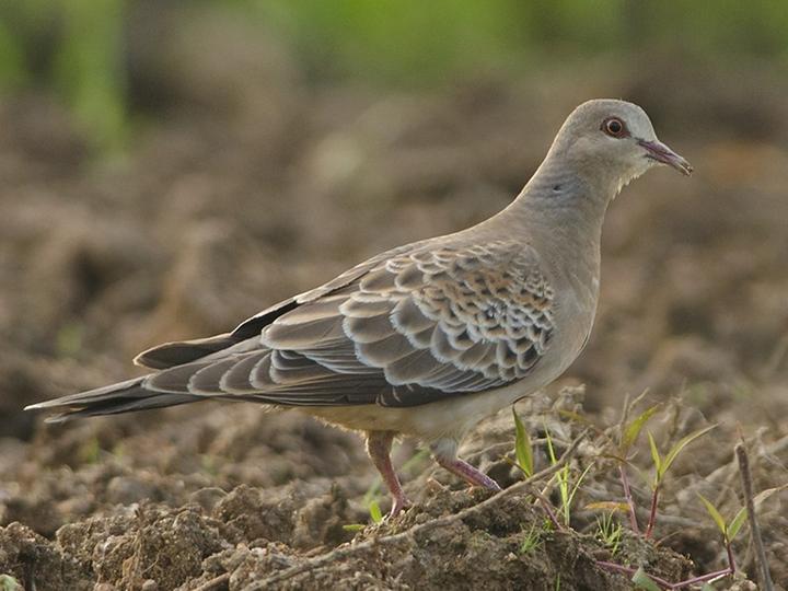 Oriental Turtle Dove