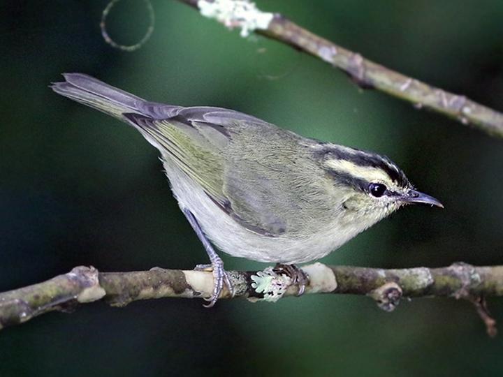Mountain Leaf Warbler