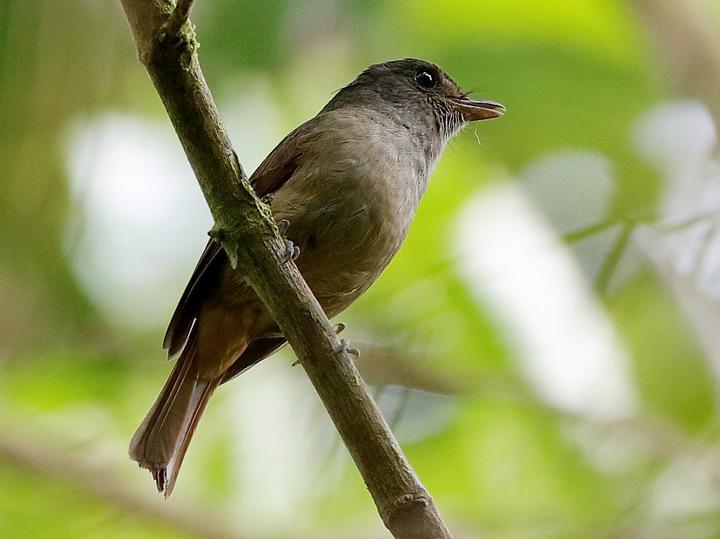 Matinan Blue Flycatcher