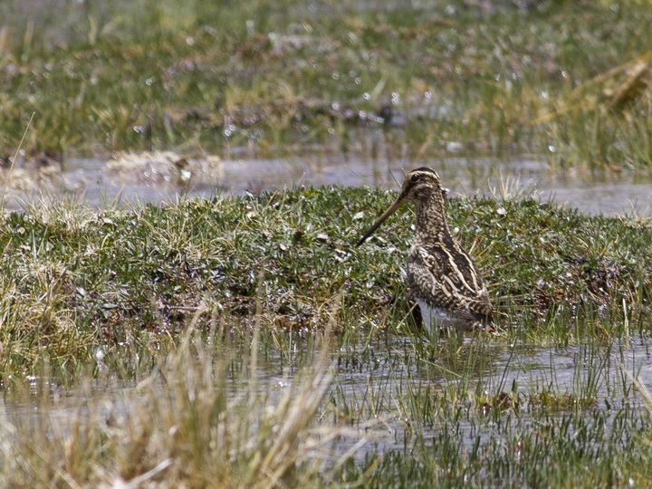 Puna Snipe
