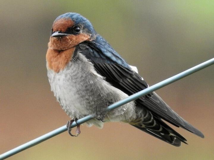 Hill Swallow