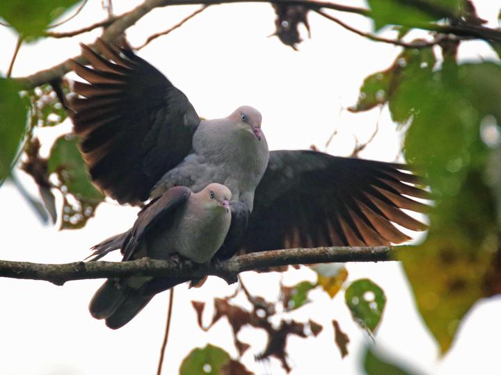 Mountain Imperial Pigeon
