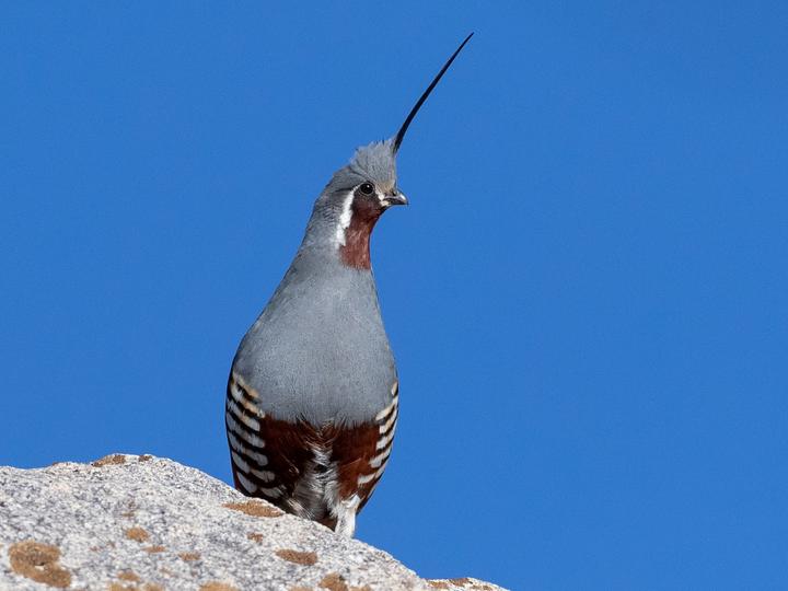Mountain Quail