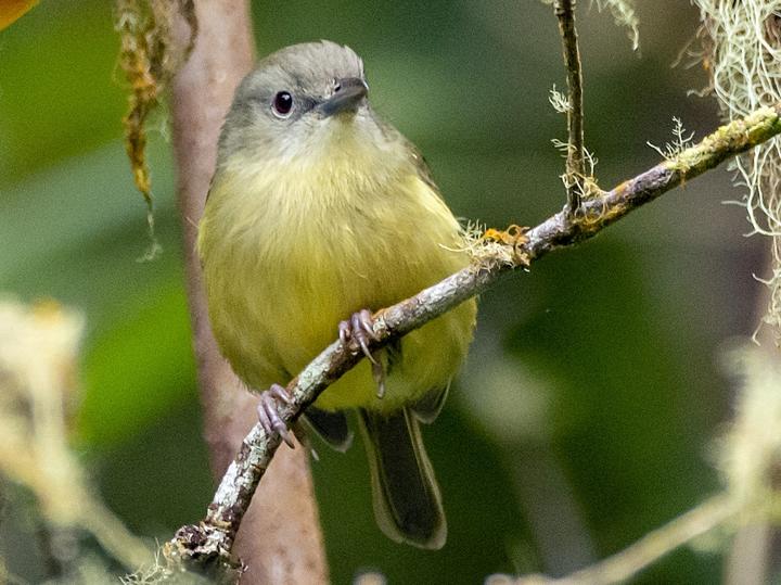 Blue Mountain Vireo