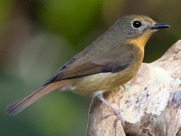 Hill Blue Flycatcher