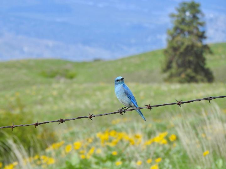 Mountain Bluebird
