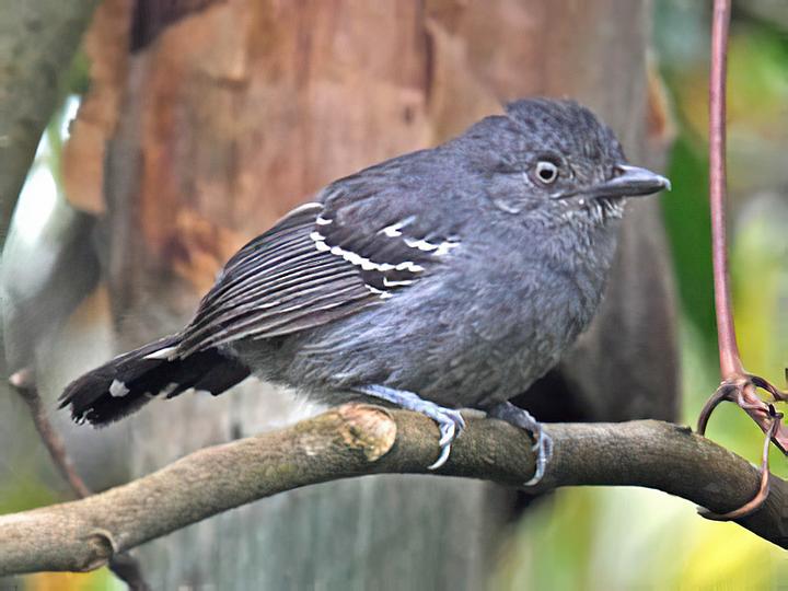 Upland Antshrike