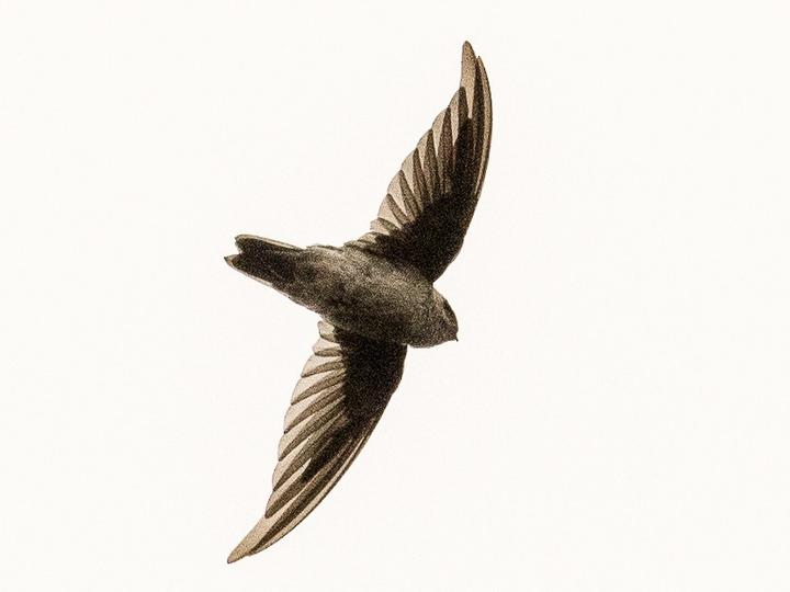 Mountain Swiftlet