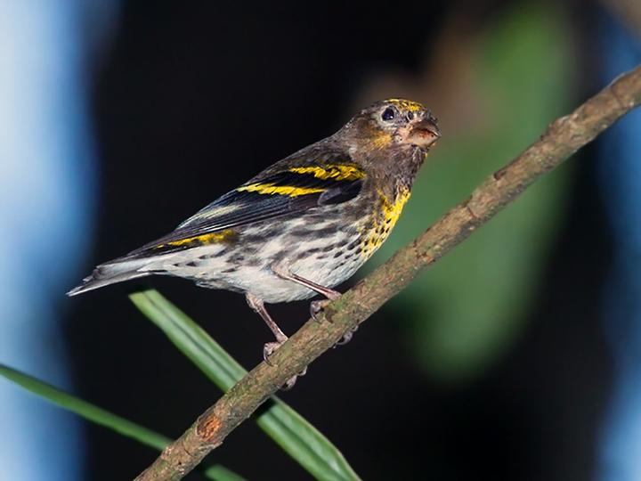 Indonesian Serin