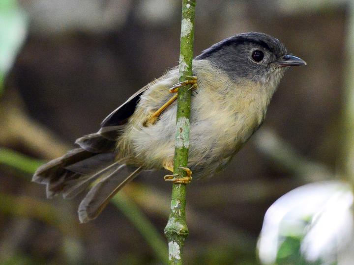 Mountain Fulvetta