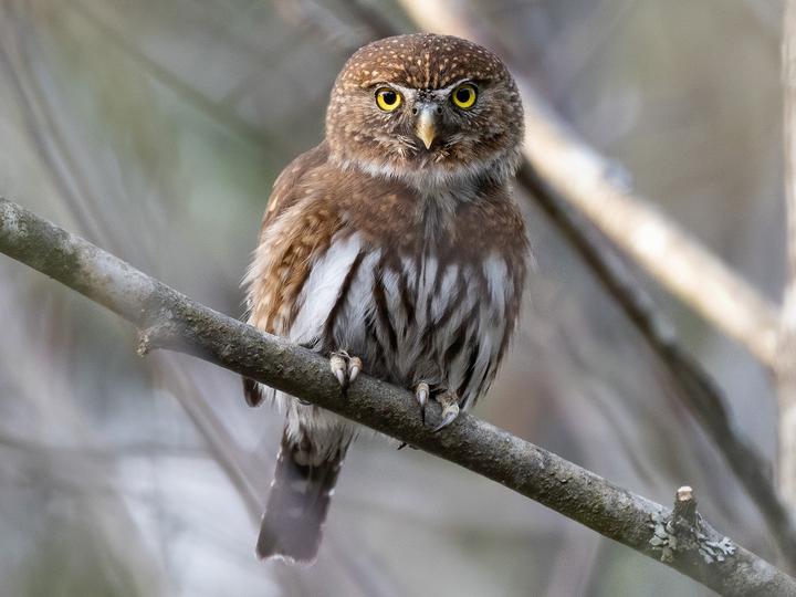 Mountain Pygmy Owl