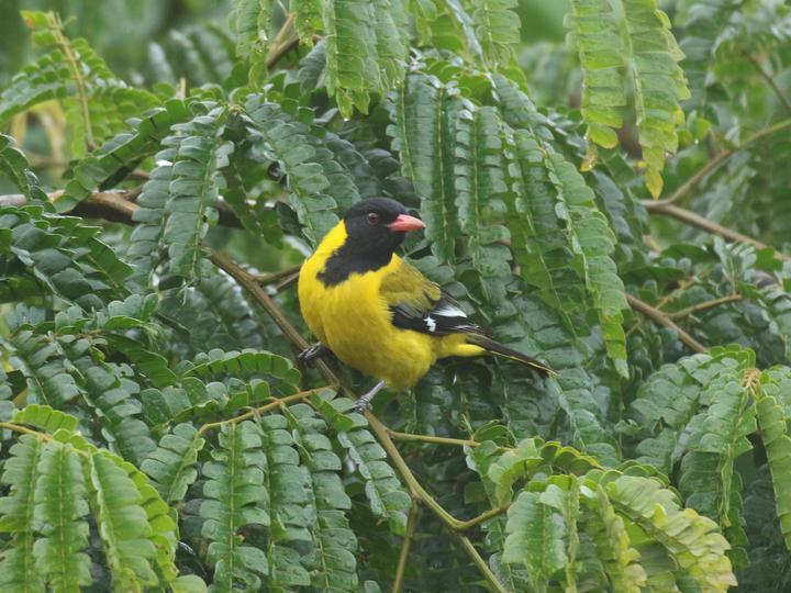 Mountain Oriole