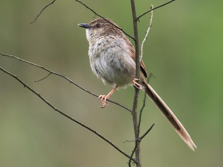 Striped Prinia