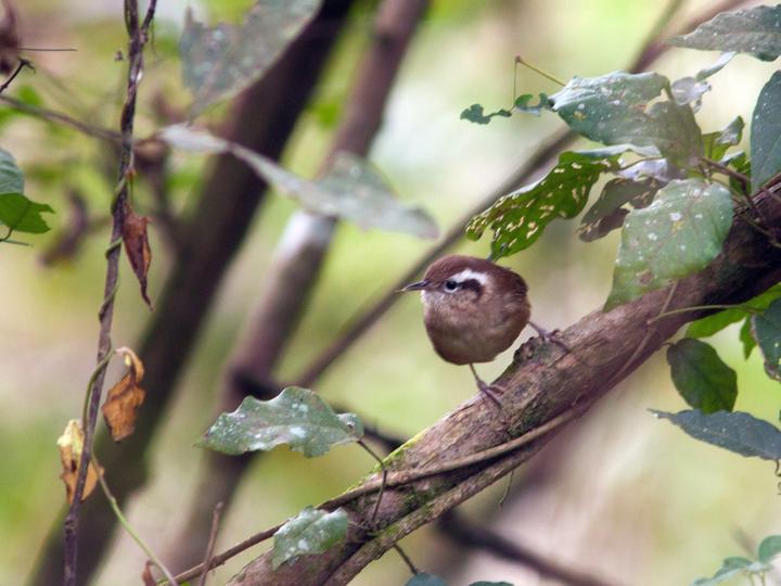 Mountain Wren