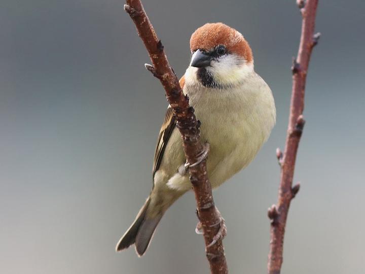Russet Sparrow