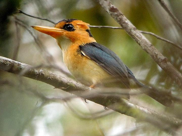 Mountain Kingfisher