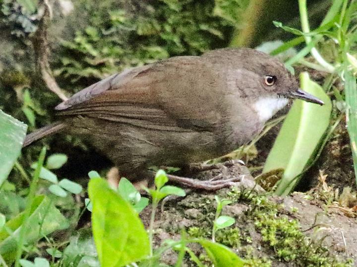 Mountain Mouse-warbler