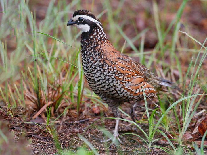 Northern Bobwhite