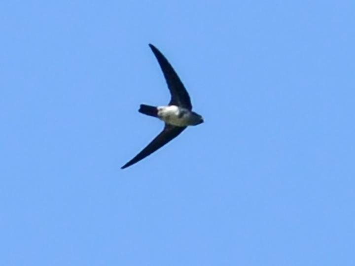 Ridgetop Swiftlet