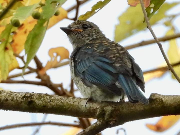 Turquoise Flycatcher