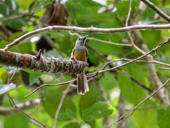 Island Monarch