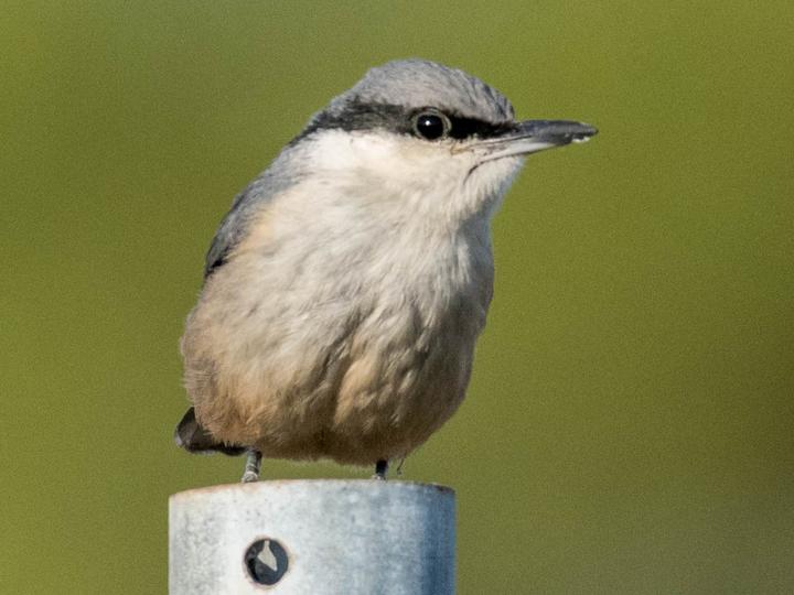 Western Rock Nuthatch