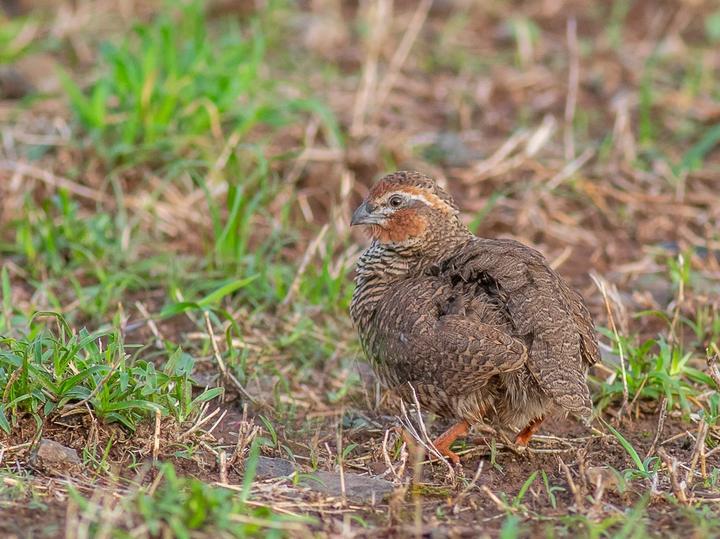 Rock Bush Quail