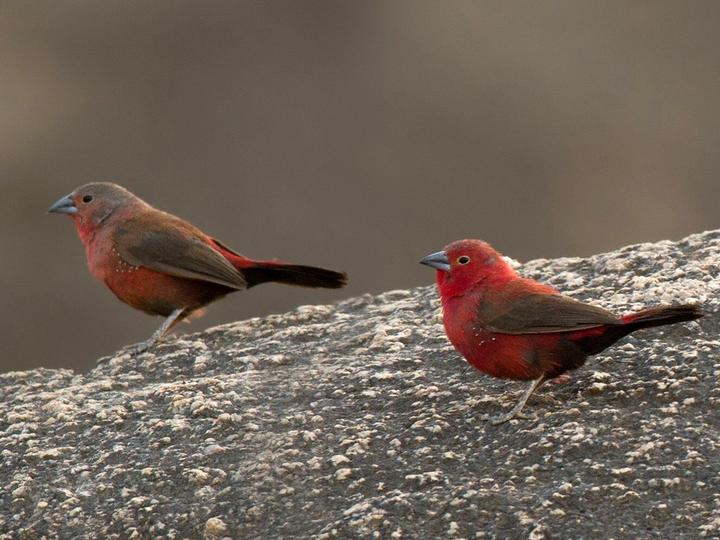 Rock Firefinch