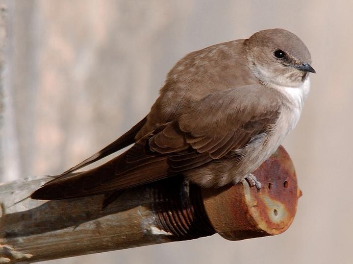 Eurasian Crag Martin