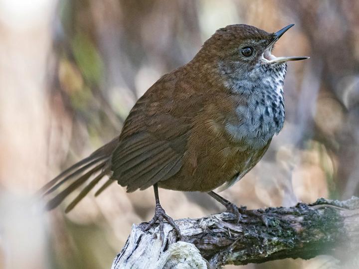 Friendly Bush Warbler