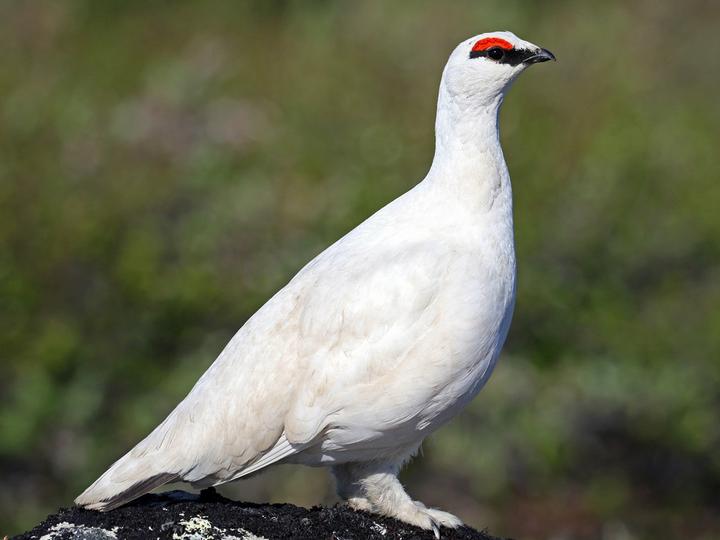 Rock Ptarmigan