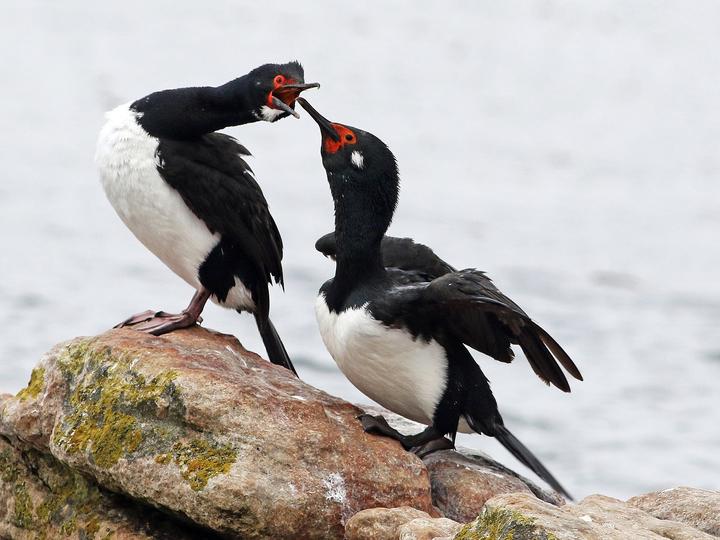 Rock Shag