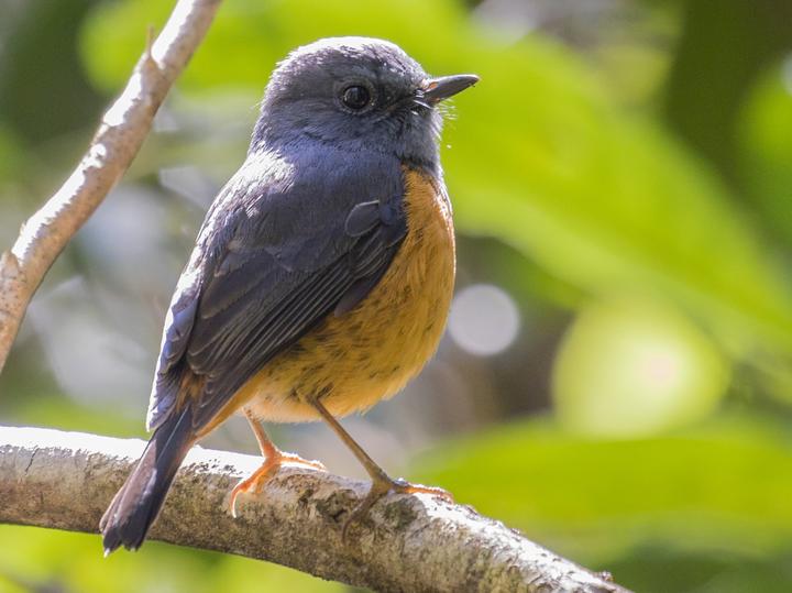 Forest Rock Thrush