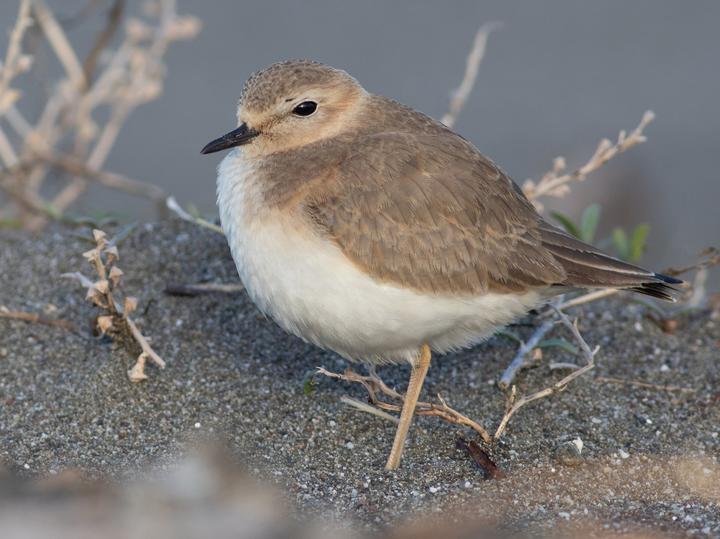 Mountain Plover