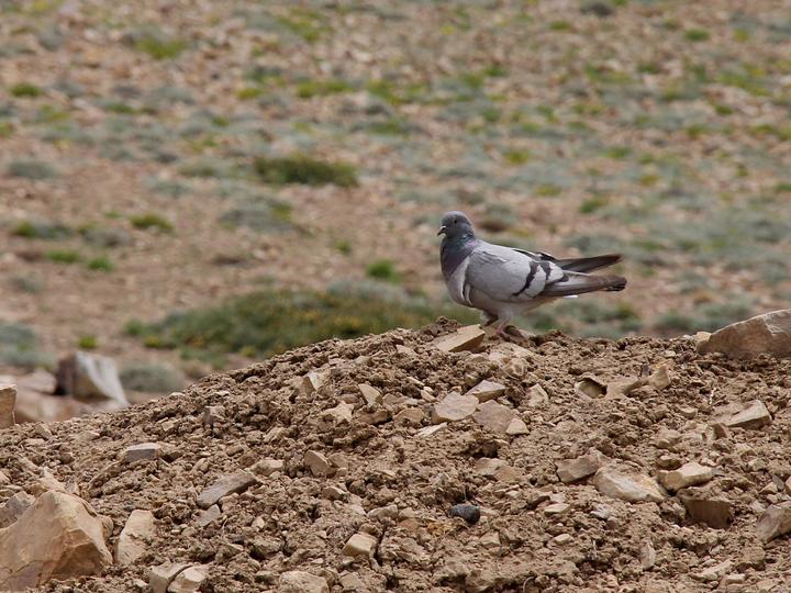 Hill Pigeon