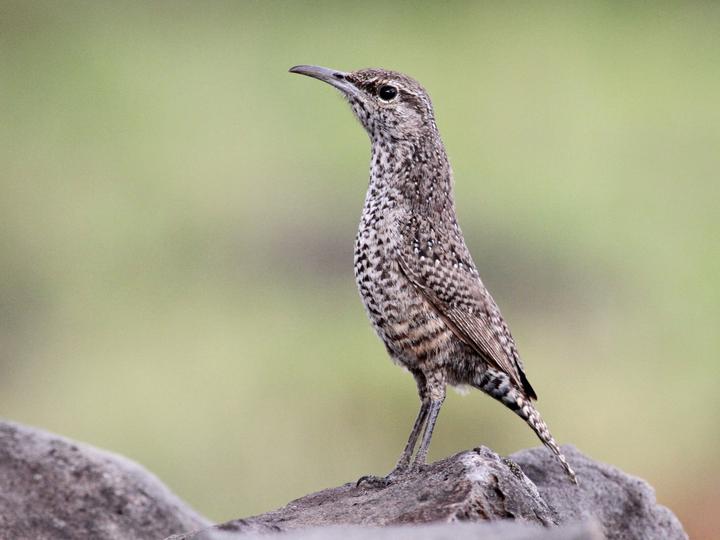 Rock Wren