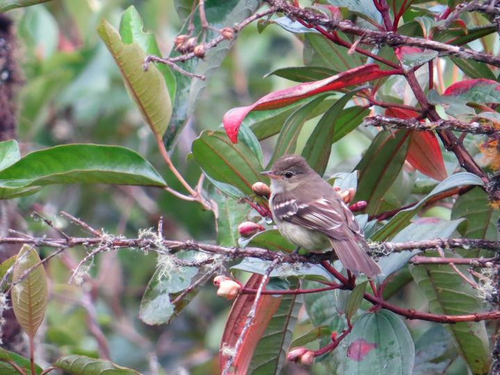Sierran Elaenia