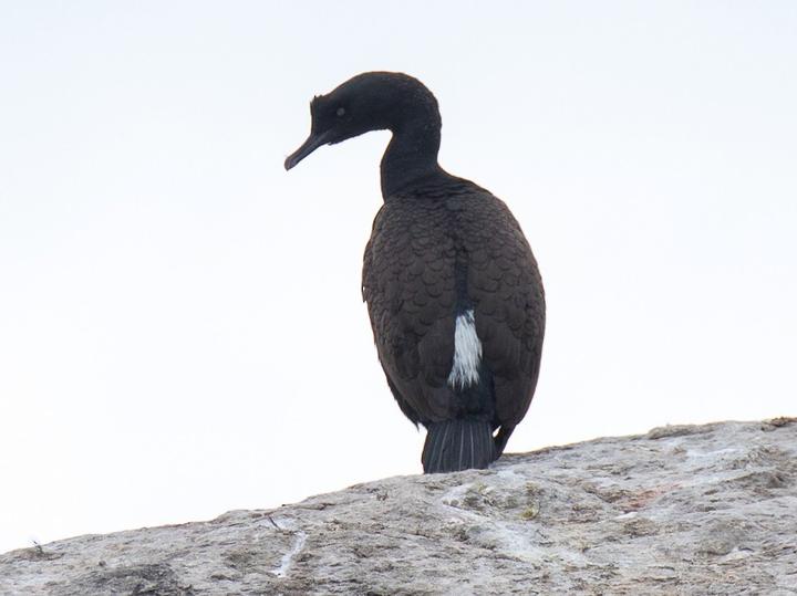 Bank Cormorant