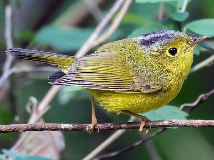 Martens's Warbler