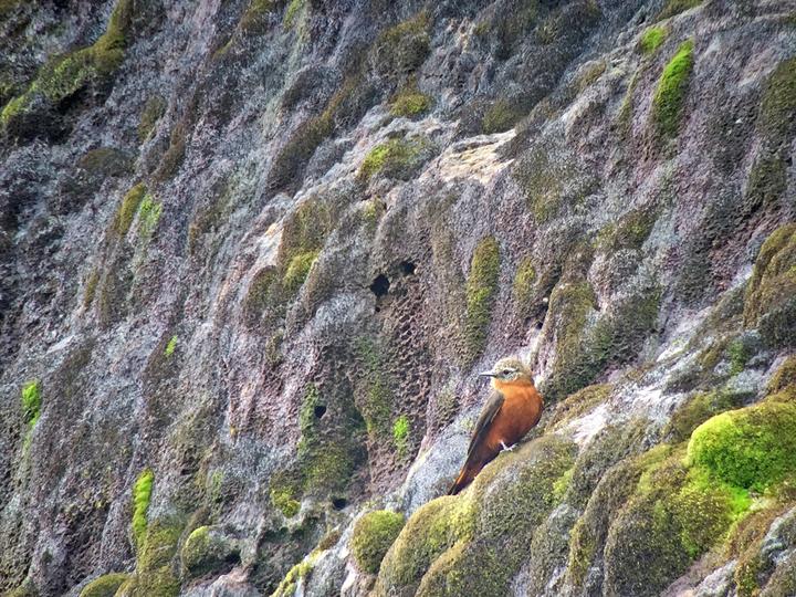 Cliff Flycatcher