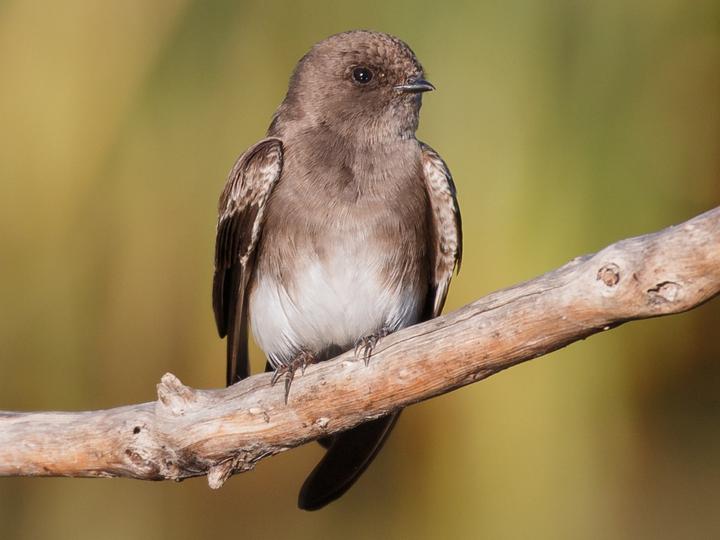 Sand Martin
