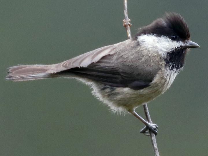 Sichuan Tit