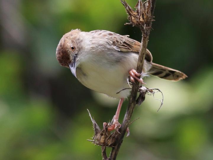 Rattling Cisticola