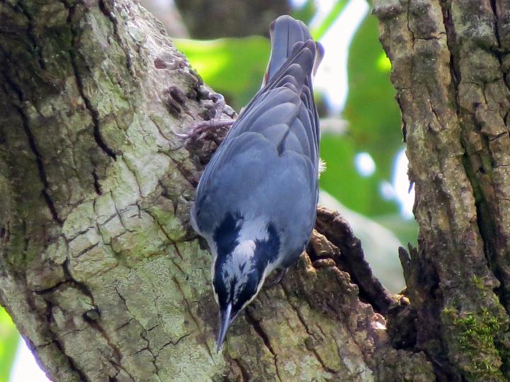 Giant Nuthatch