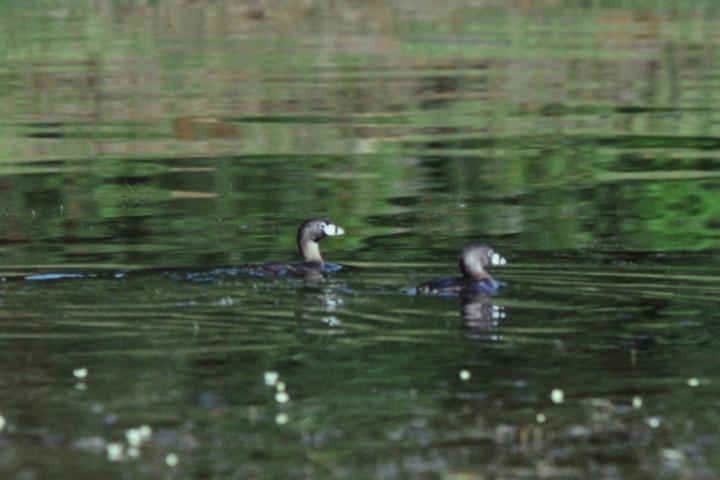 Atitlan Grebe
